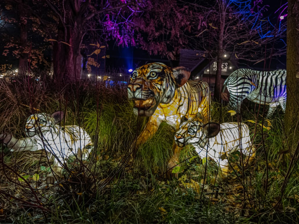 Chester Zoo light trail