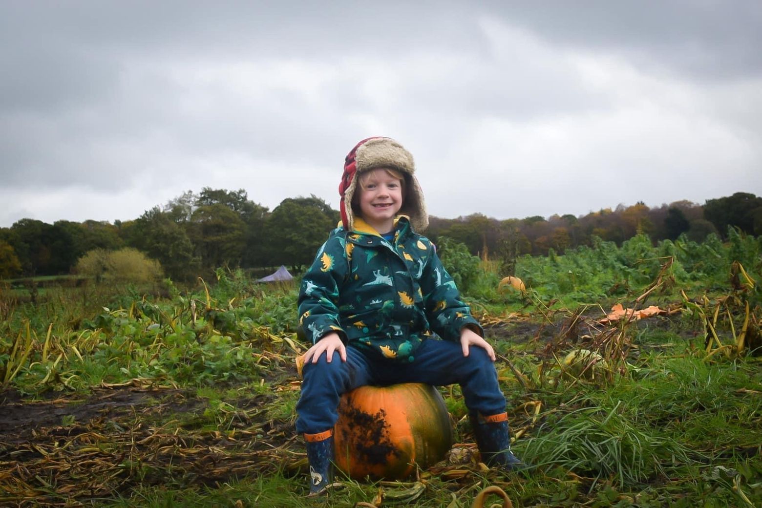Pumpkin Picking